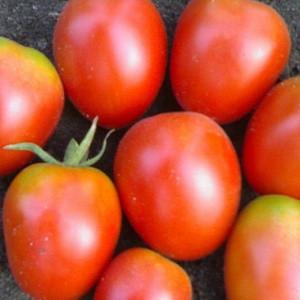 Hybride Tomaten-Rhapsodie - wir wachsen auf unserer Website ohne Probleme auf eigene Faust