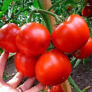 Hybride Tomaten-Rhapsodie - wir wachsen auf unserer Website ohne Probleme auf eigene Faust