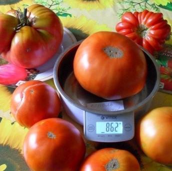 Köstliche Tomate für Liebhaber großer Früchte: Tomate King of Giants - wie man sie selbst anbaut und wo man sie anwendet