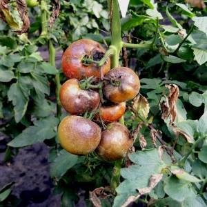 Eine reiche Ernte auch in kalten Regionen: die Snow Tale Tomate