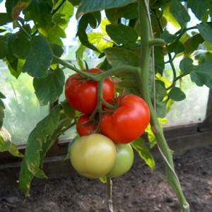 Eine reiche Ernte auch in kalten Regionen: die Snow Tale Tomate