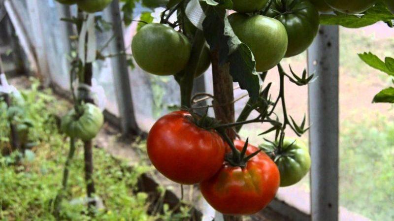 Bauen Sie Kumir-Tomaten auf Ihrem Grundstück an und genießen Sie eine frühe, reichliche Ernte