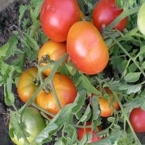 Eine universelle Tomatensorte für Salate, Beizen und Trocknen - Metelitsa-Tomate