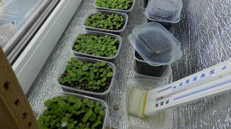 Eine universelle Tomatensorte für Salate, Beizen und Trocknen - Metelitsa-Tomate