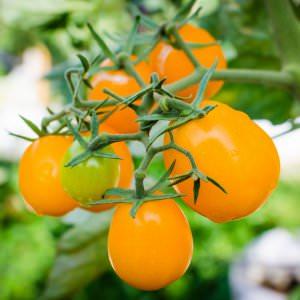 Ungewöhnlich aussehender und unglaublich leckerer Tomaten-Honig-Tropfen