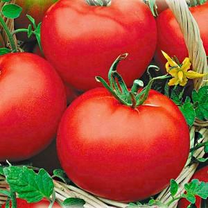 Hybridtomate für Konserven und Salate: Anastasia-Tomate