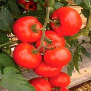 Hybridtomate für Konserven und Salate: Anastasia-Tomate