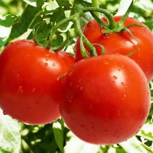 Hybridtomate für Konserven und Salate: Anastasia-Tomate