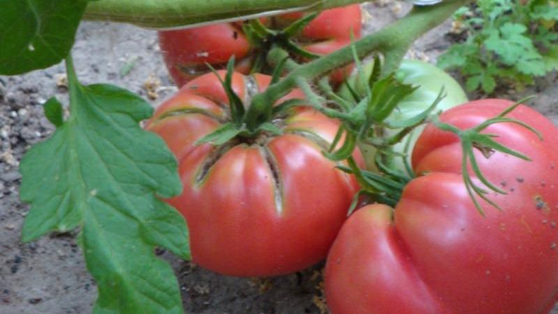 Was ist gut an der Tretjakowski-Tomate?