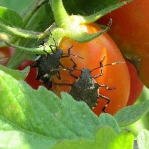 Was ist die Gefahr einer Insektenschildkröte auf Tomaten: Kontrollmaßnahmen für eine effektive und schnelle Beseitigung des Schädlings