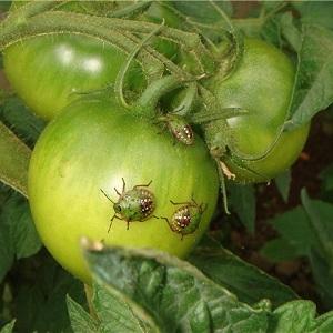 Was ist die Gefahr einer Insektenschildkröte auf Tomaten: Kontrollmaßnahmen für eine effektive und schnelle Beseitigung des Schädlings