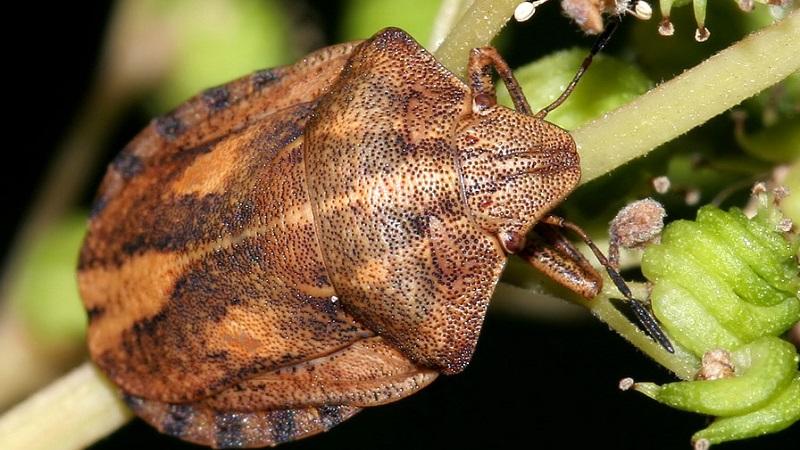 Schädlinge und Geißblattkrankheiten: Anzeichen von Schäden und Methoden zum Umgang mit ihnen