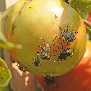 Was ist die Gefahr einer Insektenschildkröte auf Tomaten: Kontrollmaßnahmen für eine effektive und schnelle Beseitigung des Schädlings