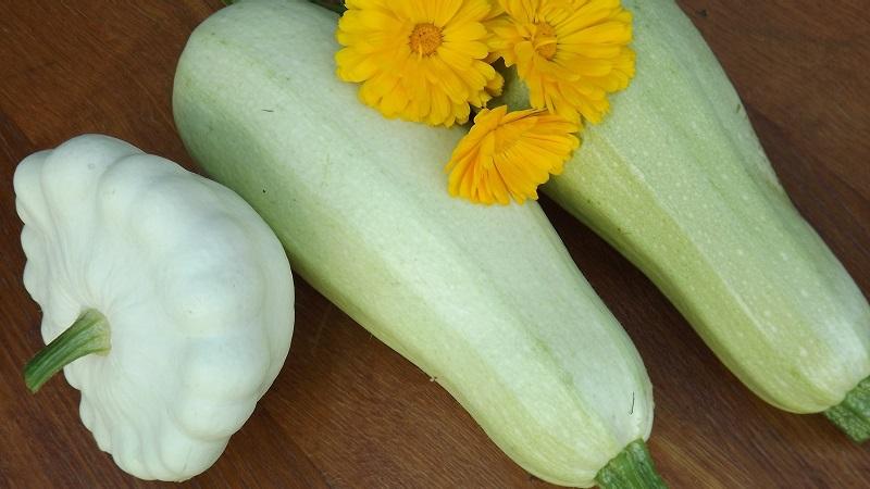 Was ist der Unterschied zwischen Zucchini und Kürbis: der Unterschied in Aussehen, Geschmack und anderen Parametern