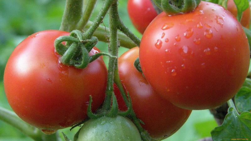 Wie ist Borsäurespritzen für Tomaten nützlich?