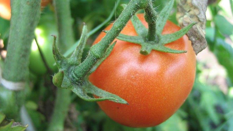 Wie ist Borsäurespritzen für Tomaten nützlich?