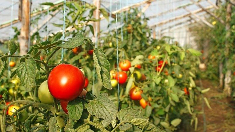 Wie ist Borsäurespritzen für Tomaten nützlich?