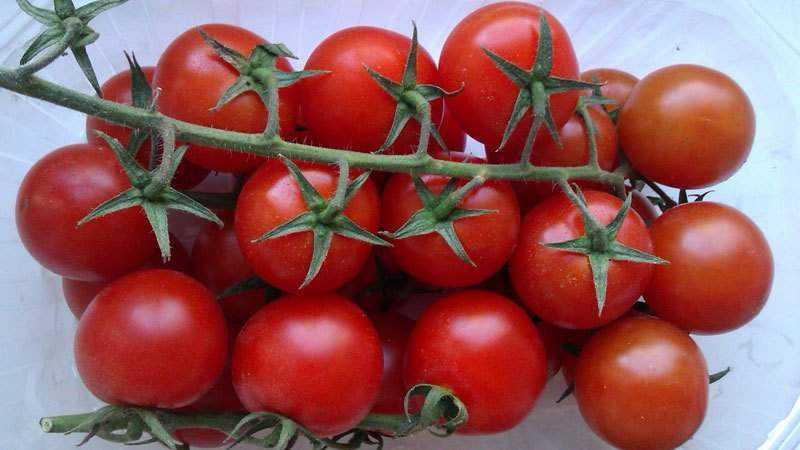 Was sind die Vorteile von Kirschtomaten für den Körper?