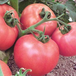 Was sind bestimmende Tomaten: Wir verstehen das Konzept und lernen die besten repräsentativen Sorten kennen