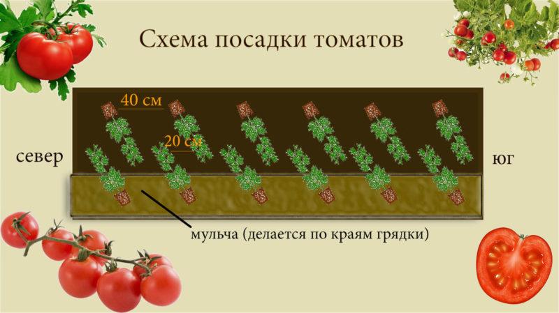 Was sind bestimmende Tomaten: Wir verstehen das Konzept und lernen die besten repräsentativen Sorten kennen