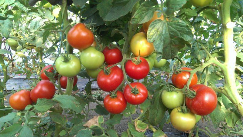 Was sind bestimmende Tomaten: Wir verstehen das Konzept und lernen die besten repräsentativen Sorten kennen