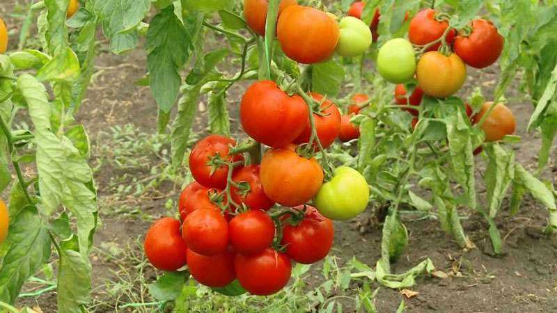 Was sind unbestimmte und bestimmende Tomatensorten: Unterschiede zwischen ihnen, Vor- und Nachteile