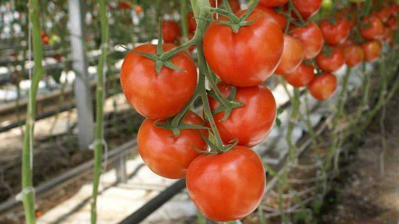 Was sind unbestimmte und bestimmende Tomatensorten: Unterschiede zwischen ihnen, Vor- und Nachteile