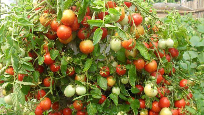 Was sind unbestimmte und bestimmende Tomatensorten: Unterschiede zwischen ihnen, Vor- und Nachteile