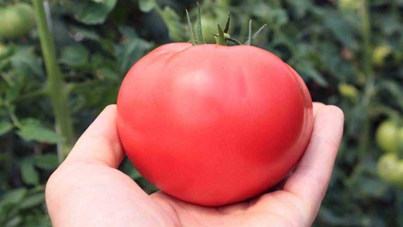 Wo und wie man am besten Tomaten rosa Honig anbaut