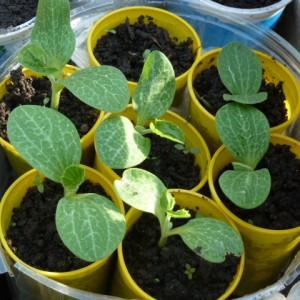 Where and how to plant zucchini for seedlings correctly: instructions from seed preparation to transplanting young animals to the site