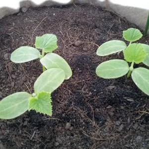 Where and how to plant zucchini for seedlings correctly: instructions from seed preparation to transplanting young animals to the site