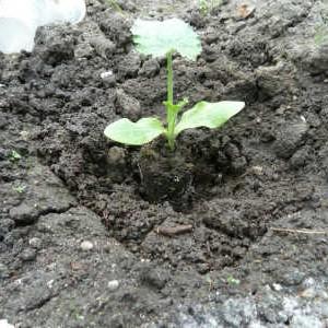 Where and how to plant zucchini for seedlings correctly: instructions from seed preparation to transplanting young animals to the site