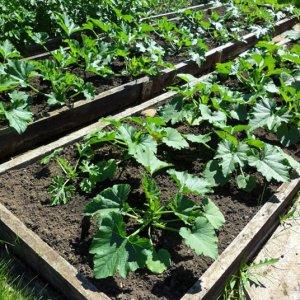 Where and how to plant zucchini for seedlings correctly: instructions from seed preparation to transplanting young animals to the site