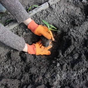 Where and how to plant zucchini for seedlings correctly: instructions from seed preparation to transplanting young animals to the site