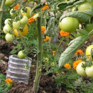 Wie kann man den maximalen Ertrag aus der Eagle's Beak Tomate erzielen?