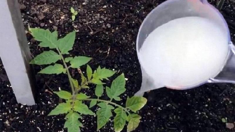 Wie und was man Tomaten nach dem Einpflanzen in den Boden füttert: die besten Volksrezepte und ein Überblick über fertige Kompositionen