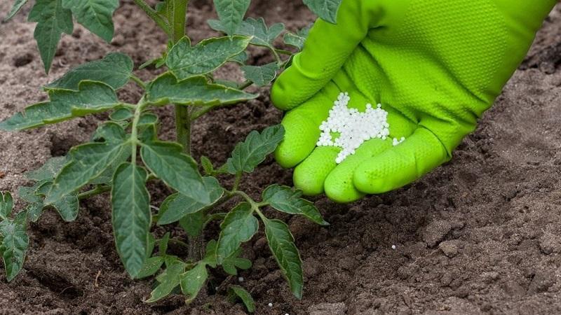 Wie und was man Tomaten nach dem Einpflanzen in den Boden füttert: die besten Volksrezepte und ein Überblick über fertige Kompositionen