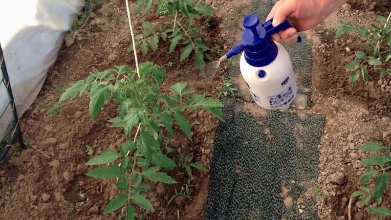 Wie und was man Tomaten nach dem Einpflanzen in den Boden füttert: die besten Volksrezepte und ein Überblick über fertige Kompositionen