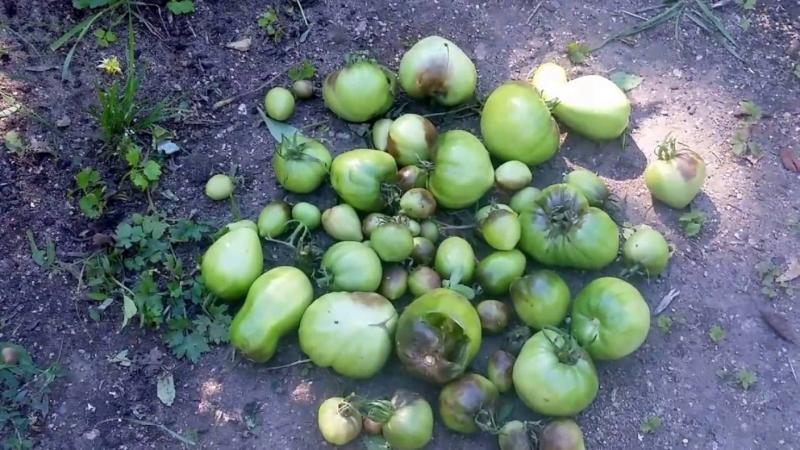 Umgang mit Spätfäule bei Tomaten: die besten Methoden und praktischen Ratschläge