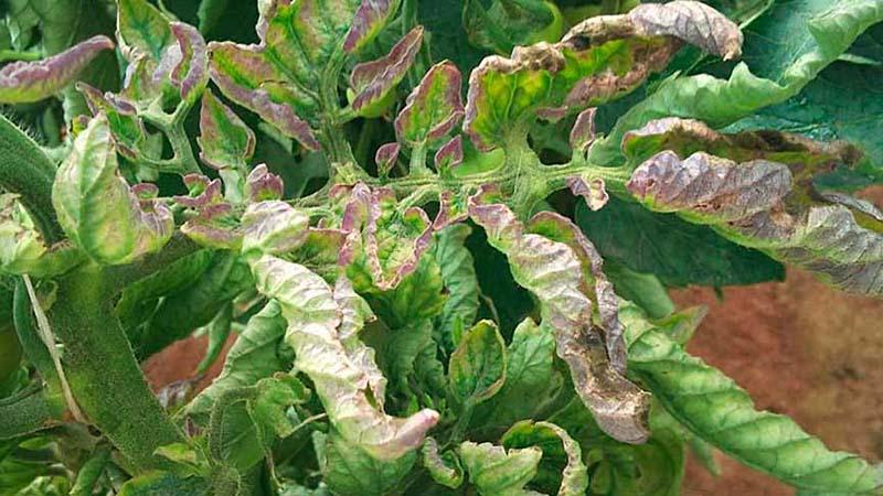 Umgang mit Spätfäule bei Tomaten: die besten Methoden und praktischen Ratschläge