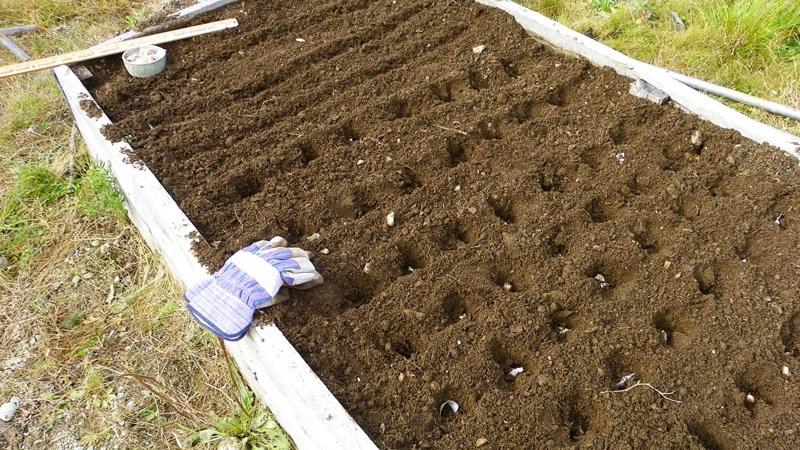 So bereiten Sie Knoblauchbeete für den Winter vor: Schritt-für-Schritt-Anleitungen für unerfahrene Landwirte und Ratschläge von erfahrenen Kollegen