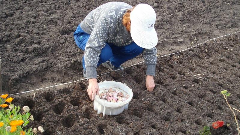 So bereiten Sie Knoblauchbeete für den Winter vor: Schritt-für-Schritt-Anleitungen für unerfahrene Landwirte und Ratschläge von erfahrenen Kollegen