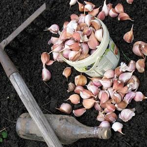 So bereiten Sie Knoblauchbeete für den Winter vor: Schritt-für-Schritt-Anleitungen für unerfahrene Landwirte und Ratschläge von erfahrenen Kollegen