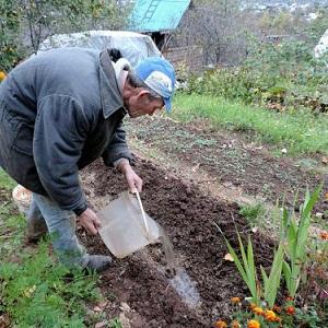 So bereiten Sie Knoblauchbeete für den Winter vor: Schritt-für-Schritt-Anleitungen für unerfahrene Landwirte und Ratschläge von erfahrenen Kollegen