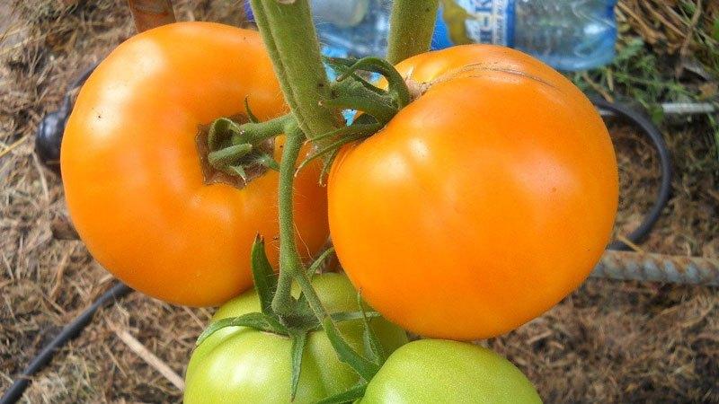 Wie man hochwertige Tomaten Olesya bekommt