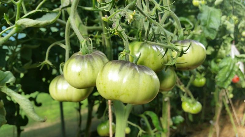 Wie man Tomaten in einem Gewächshaus mit geschnittenem Gras und anderen Materialien richtig mulcht