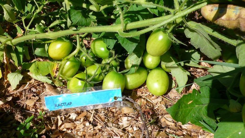 Wie man Tomaten in einem Gewächshaus mit geschnittenem Gras und anderen Materialien richtig mulcht