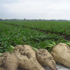 How to Grow and When to Harvest Beet Seeds: A Step-by-Step Guide and Important Tips