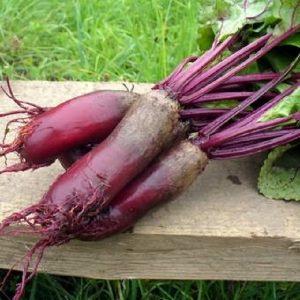 How to Grow and When to Harvest Beet Seeds: A Step-by-Step Guide and Important Tips