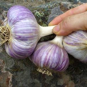 Wenn Sie wissen möchten, wie man großen Knoblauch in Ihrem Garten anbaut, befolgen Sie die hilfreichen Tipps erfahrener Sommerbewohner